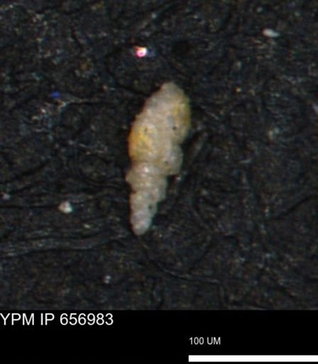 Bimonilina variana