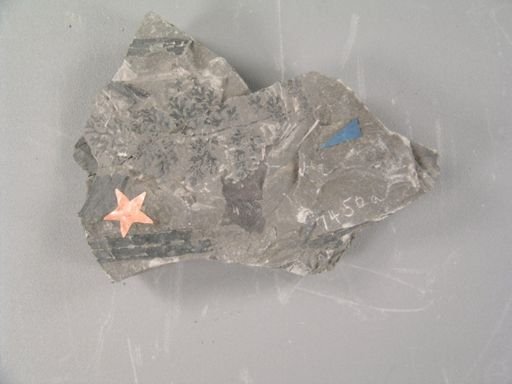 Sphenopteris tenuis