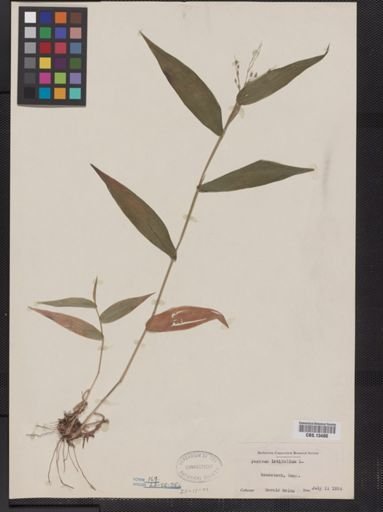 Panicum latifolium