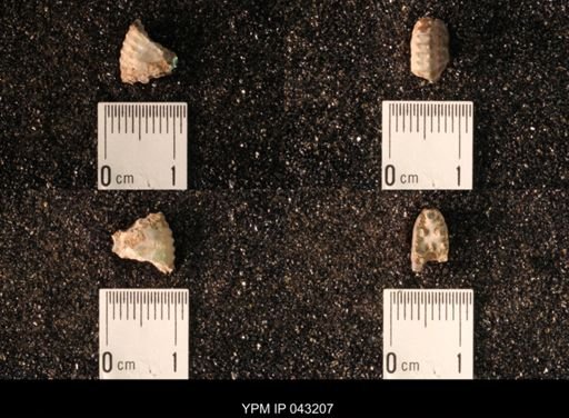 Hoploscaphites nicolletii