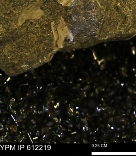 undet. Bivalvia