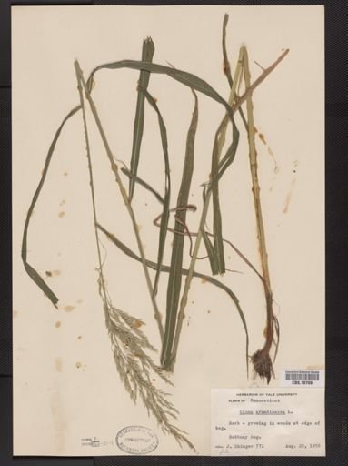 Cinna arundinacea
