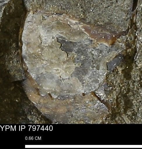 Mollusca