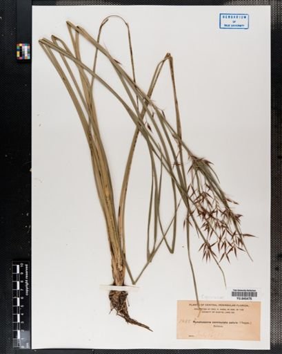 Rhynchospora