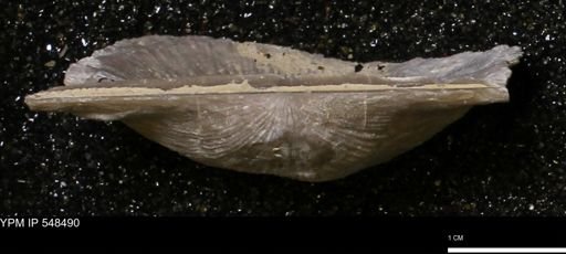 Stropheodonta callawayensis