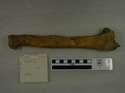 Ursus spelaeus