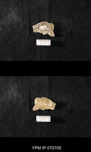 Favosites louisvillensis