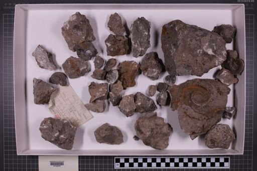 mixed taxa, stratigraphic collection