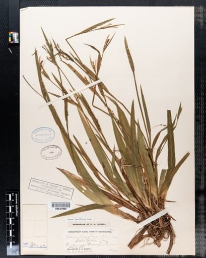 Carex laxiflora