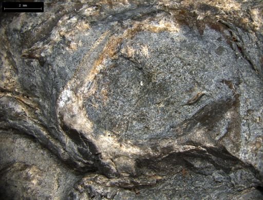 Aplocoma damesii