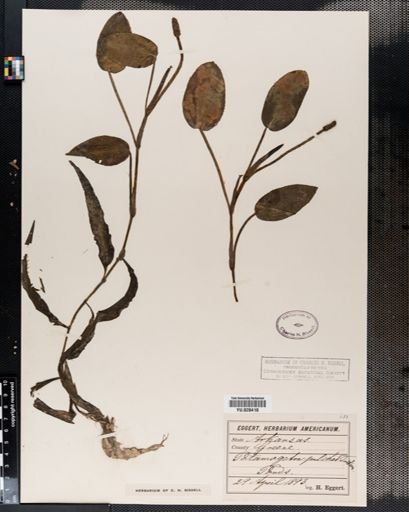 Potamogeton pulcher