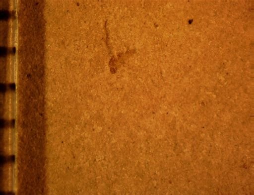 undet. Diptera