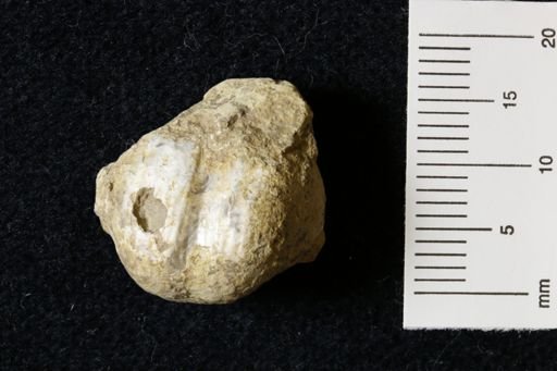 Marginifera wabashensis