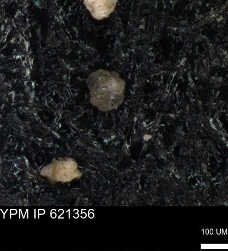 undet. Foraminiferida