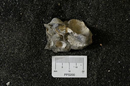 Inoceramus barabini