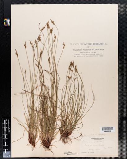 Carex artitecta