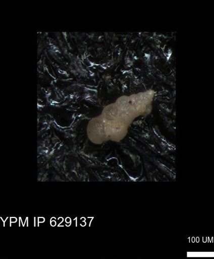 undet. Heterohelicidae