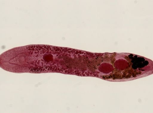 Urotrema scabridum