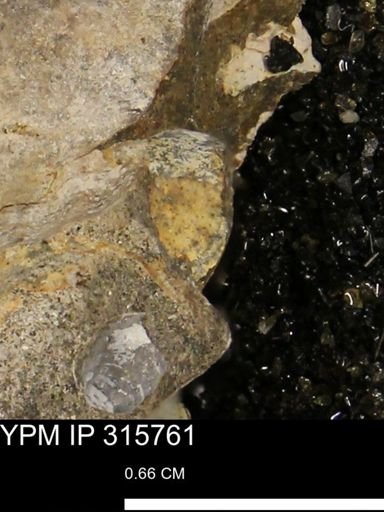 Hoploscaphites nicolletii