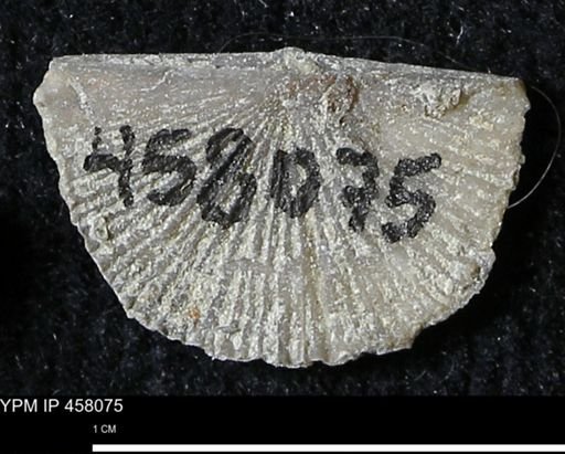 Strophodonta sp.