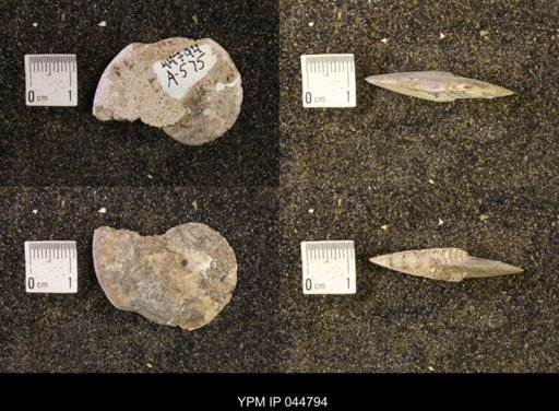 Sphenodiscus lenticularis