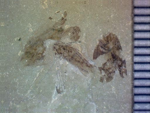 undet. Hemiptera