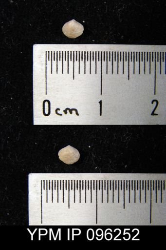 undet. Brachiopoda