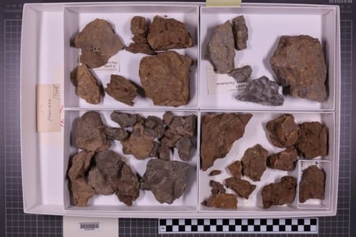 mixed taxa, stratigraphic collection