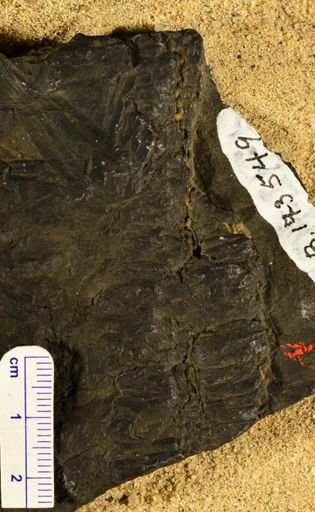 Lepidostrobus sp.