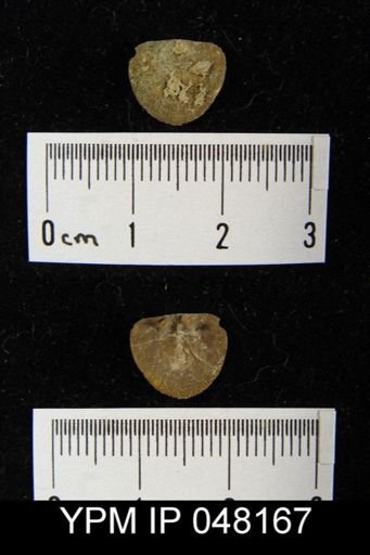 Parmorthis brownsportensis