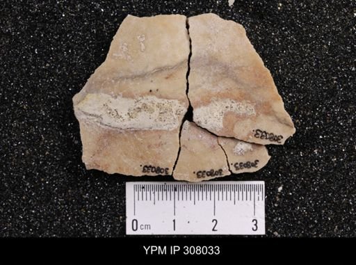 Inoceramus sp.