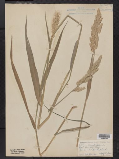 Phalaris arundinacea