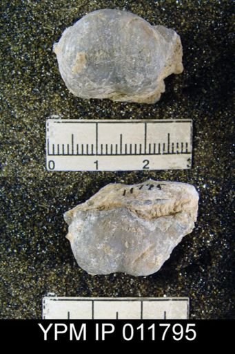 Marginifera sublaevis