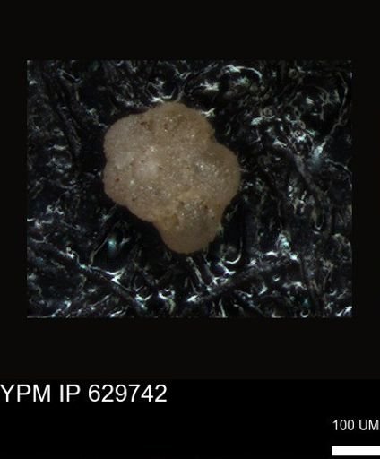 undet. Foraminiferida