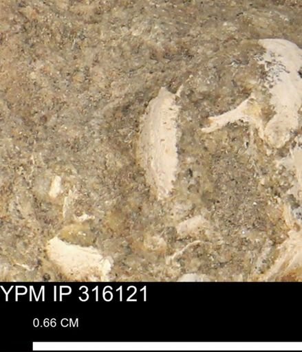 undet. Mollusca