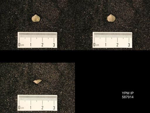 Zygospira modesta