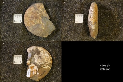 Hoploscaphites birkelundi