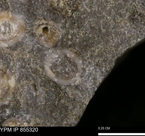 undet. Mollusca
