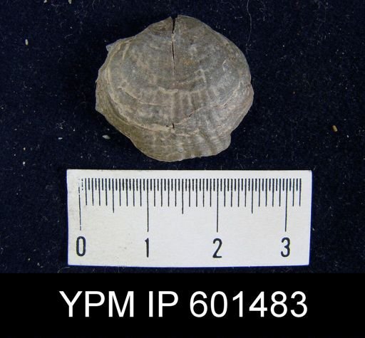 Leiorhynchus sp.