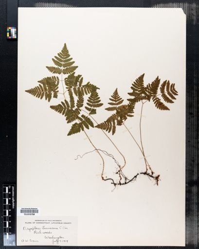 Dryopteris linnaeana