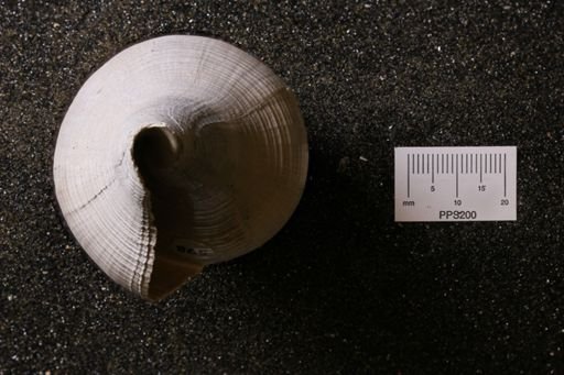 Turbinella regina