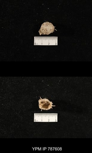undet. Brachiopoda
