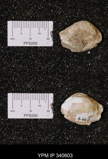 Corbicula sp.