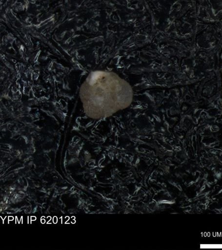 undet. Foraminiferida