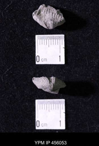Platystrophia sp.