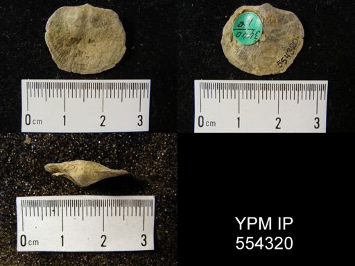 Dalmanella sp.
