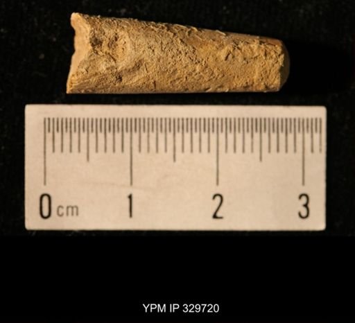 Pseudorthoceras knoxense