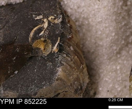 Foraminifera?