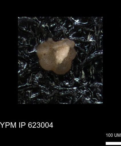 undet. Globigerinina