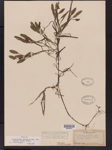 Potamogeton epihydrus var. ramosus